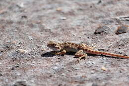 Image of Saltpan Ground-dragon