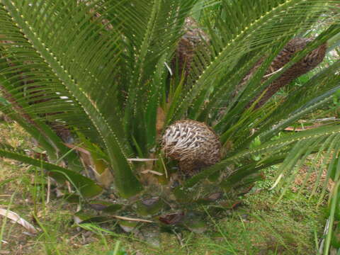 Image of Macrozamia moorei F. Muell.