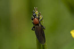 Image of Bibio hortulanus (Linnaeus 1758)