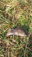 Image of VALAIS SHREW