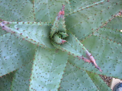 Imagem de Aloe ferox Mill.