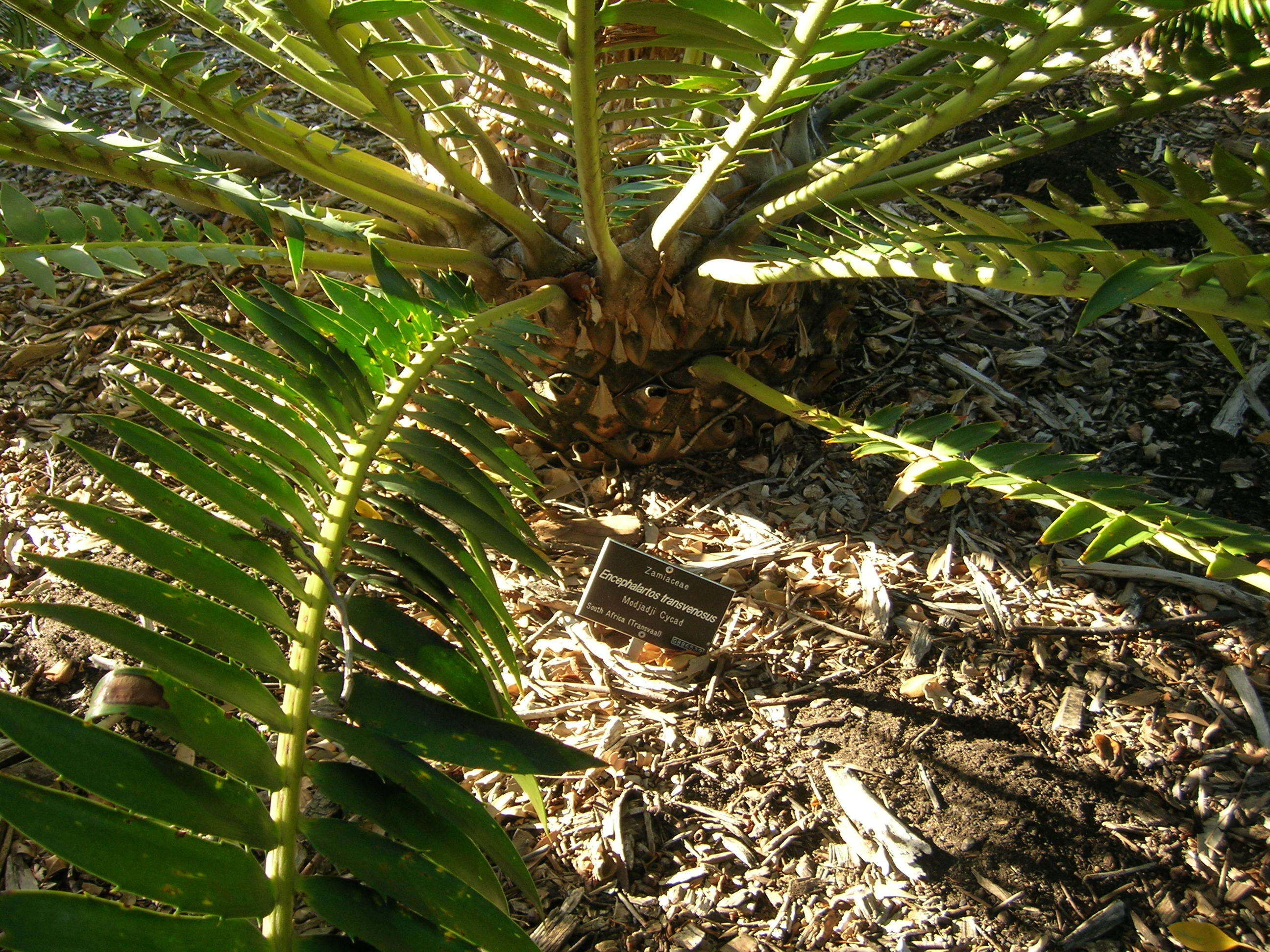 Image of Modjadji Cycad