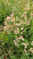 Image of Silene vulgaris subsp. bosniaca (G. Beck) Janchen ex Greuter, Burdet & Long