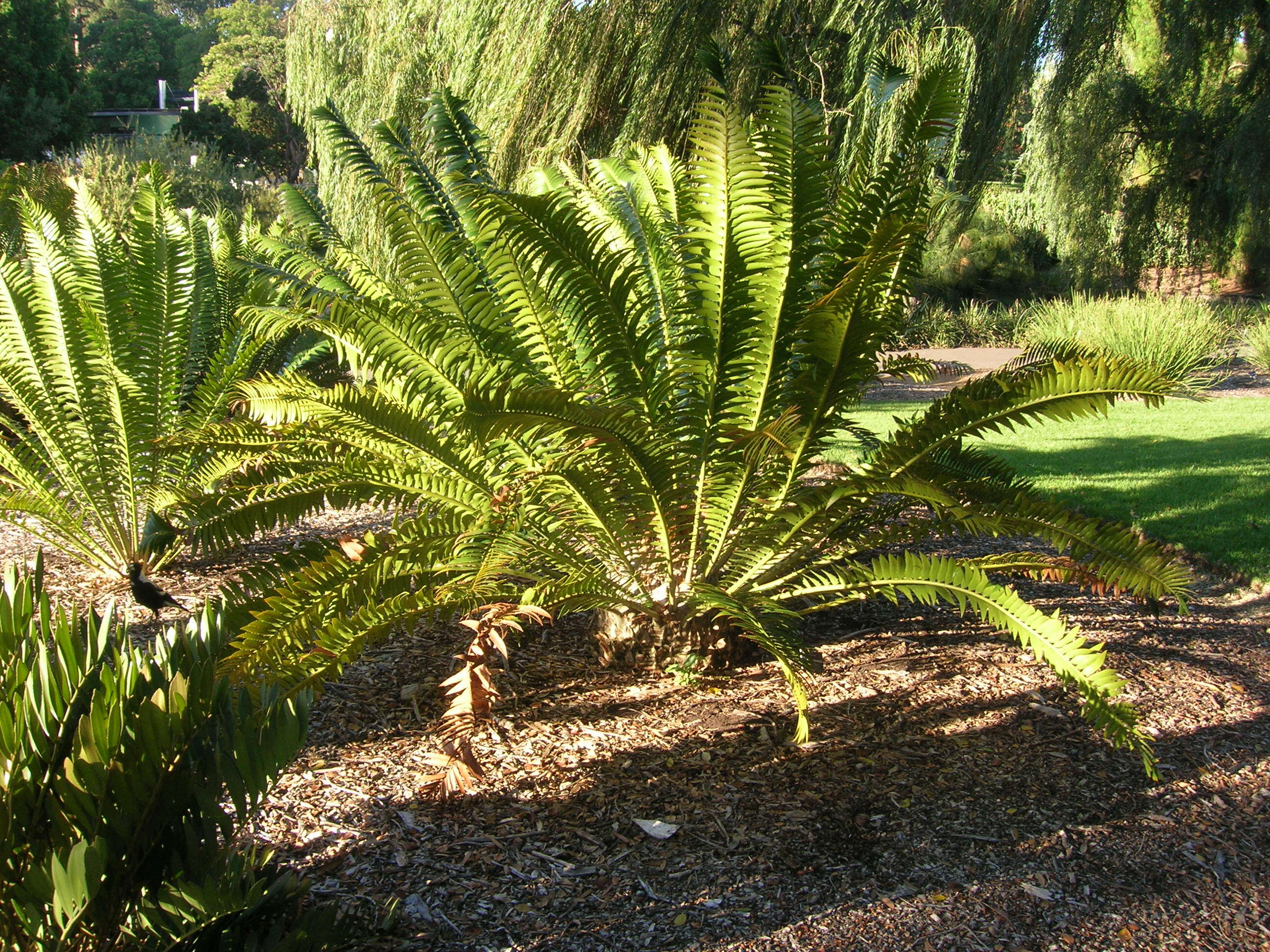 Image of Modjadji Cycad