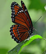 Imagem de Limenitis archippus floridensis Strecker 1878