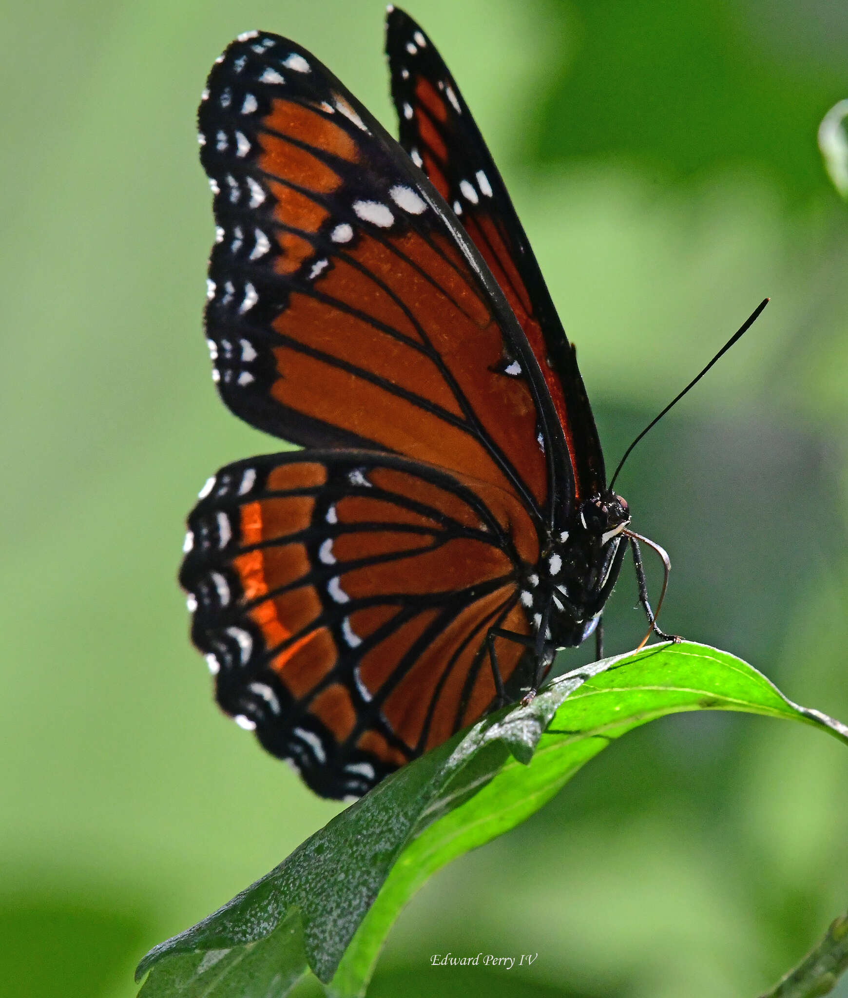 Image of Limenitis archippus floridensis Strecker 1878