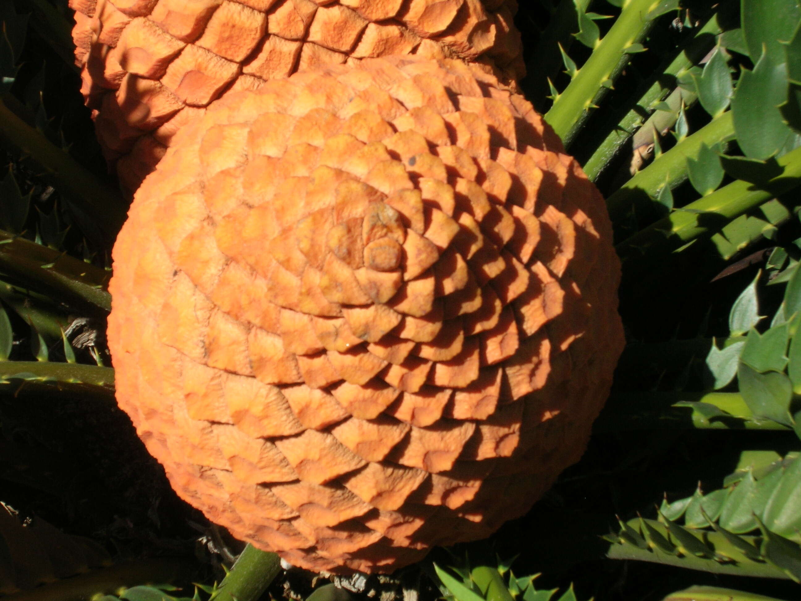 Слика од Encephalartos ferox G. Bertol