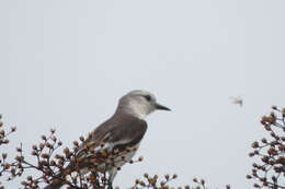 Image of White-rumped Monjita