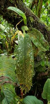 Image of Maxillaria pseudoreichenheimiana Dodson