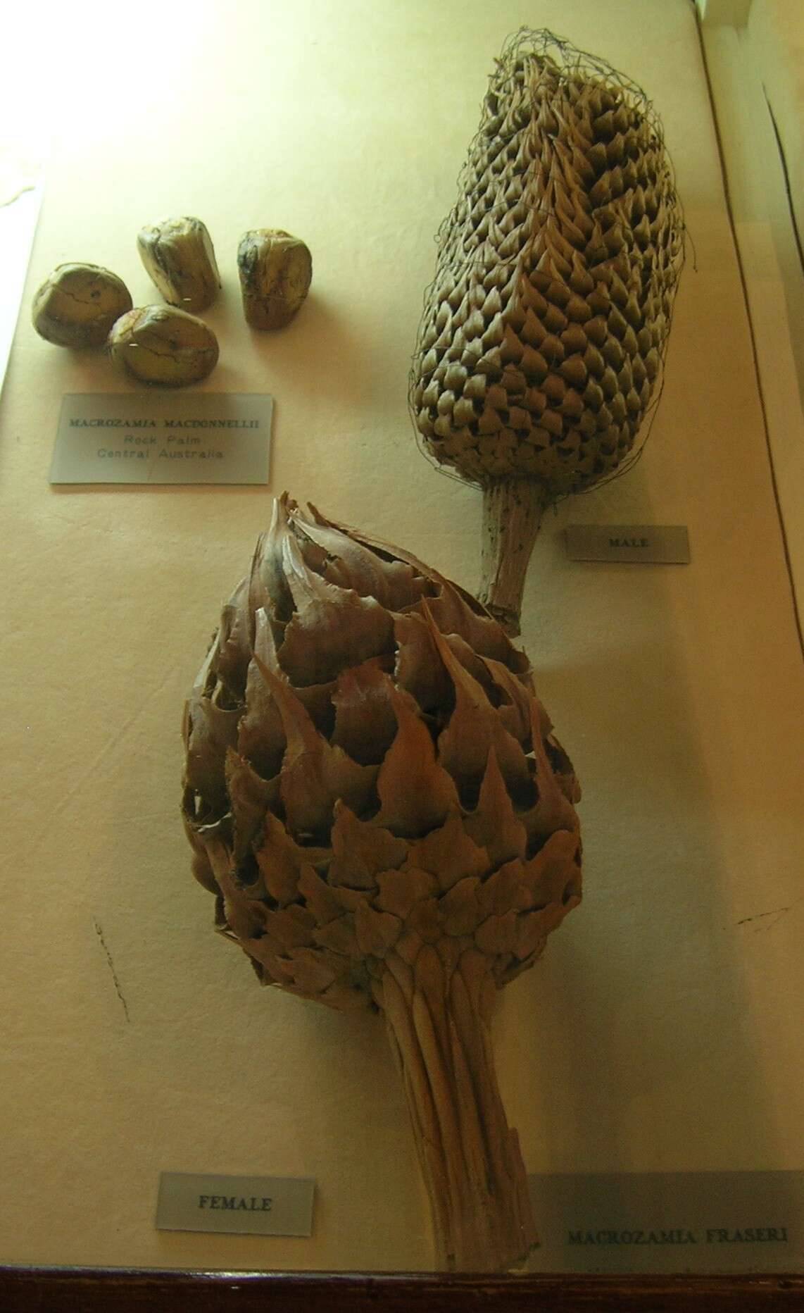 Image of Macrozamia fraseri Miq.