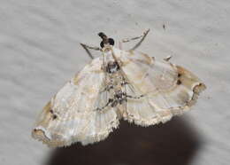 Слика од Trichophysetis fulvifusalis Lower 1903