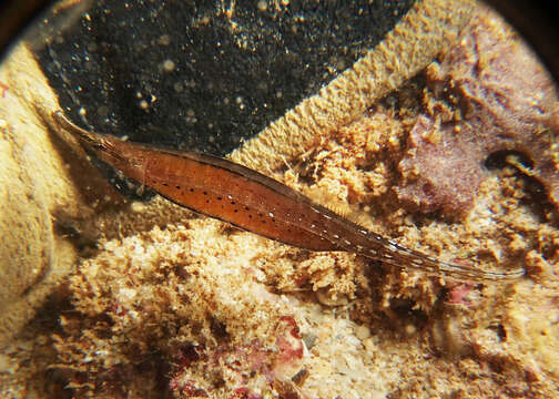 Image of Choeroichthys