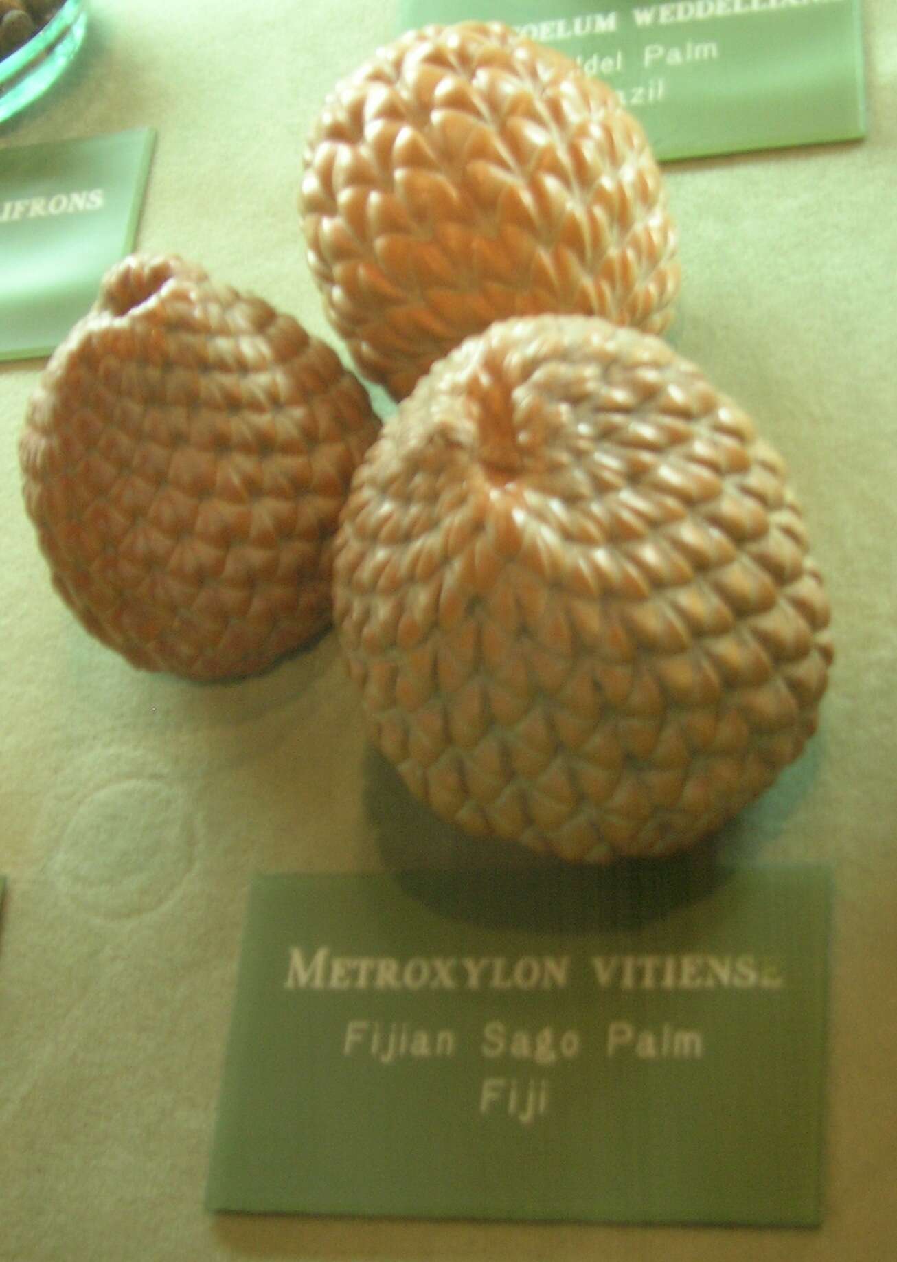 Image de Metroxylon vitiense (H. Wendl.) Hook. fil.