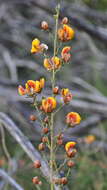 Image of Pultenaea stricta Sims