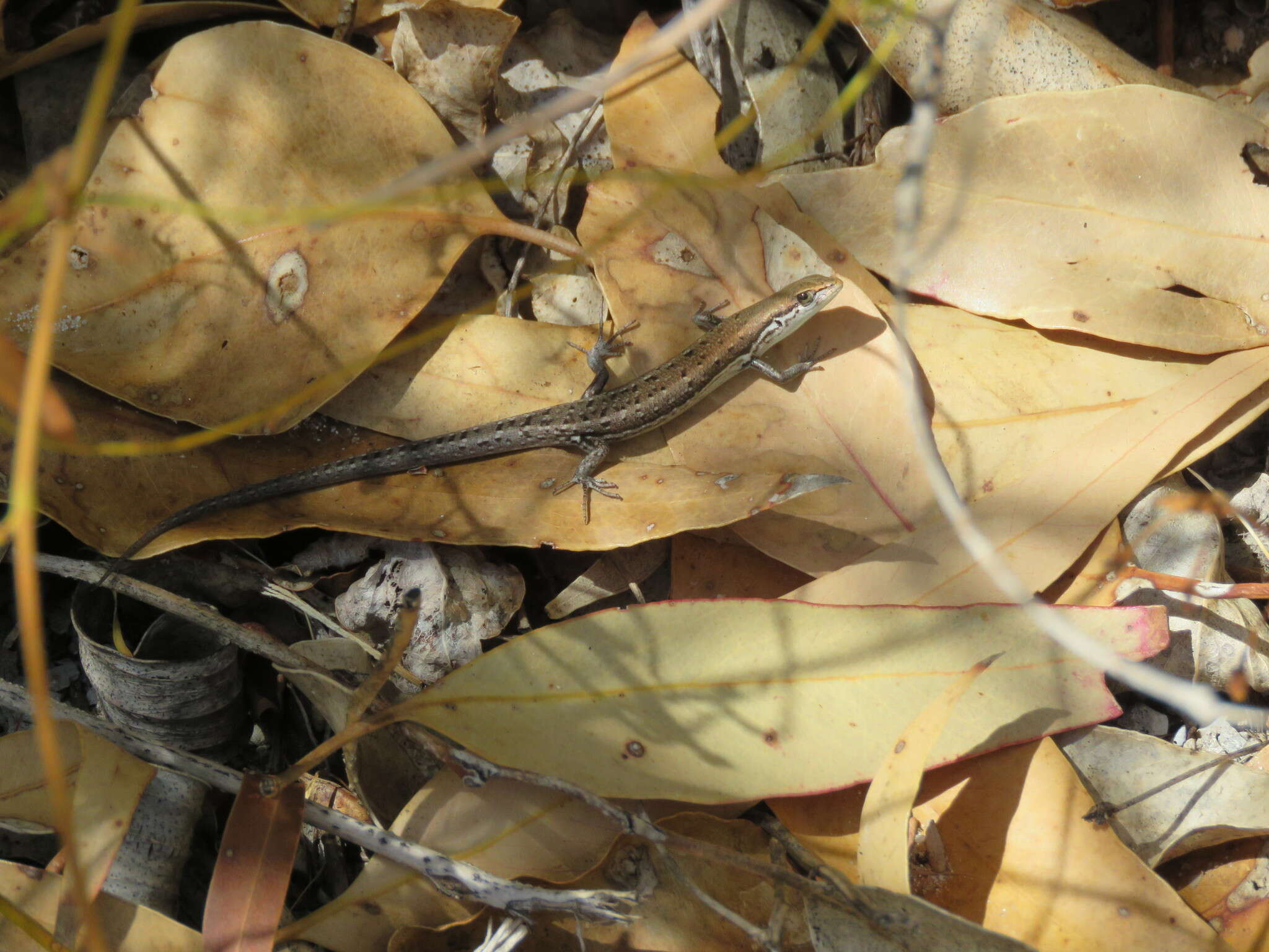 Image of West Coast Morethia Skink