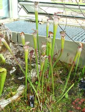 Image of crimson pitcherplant