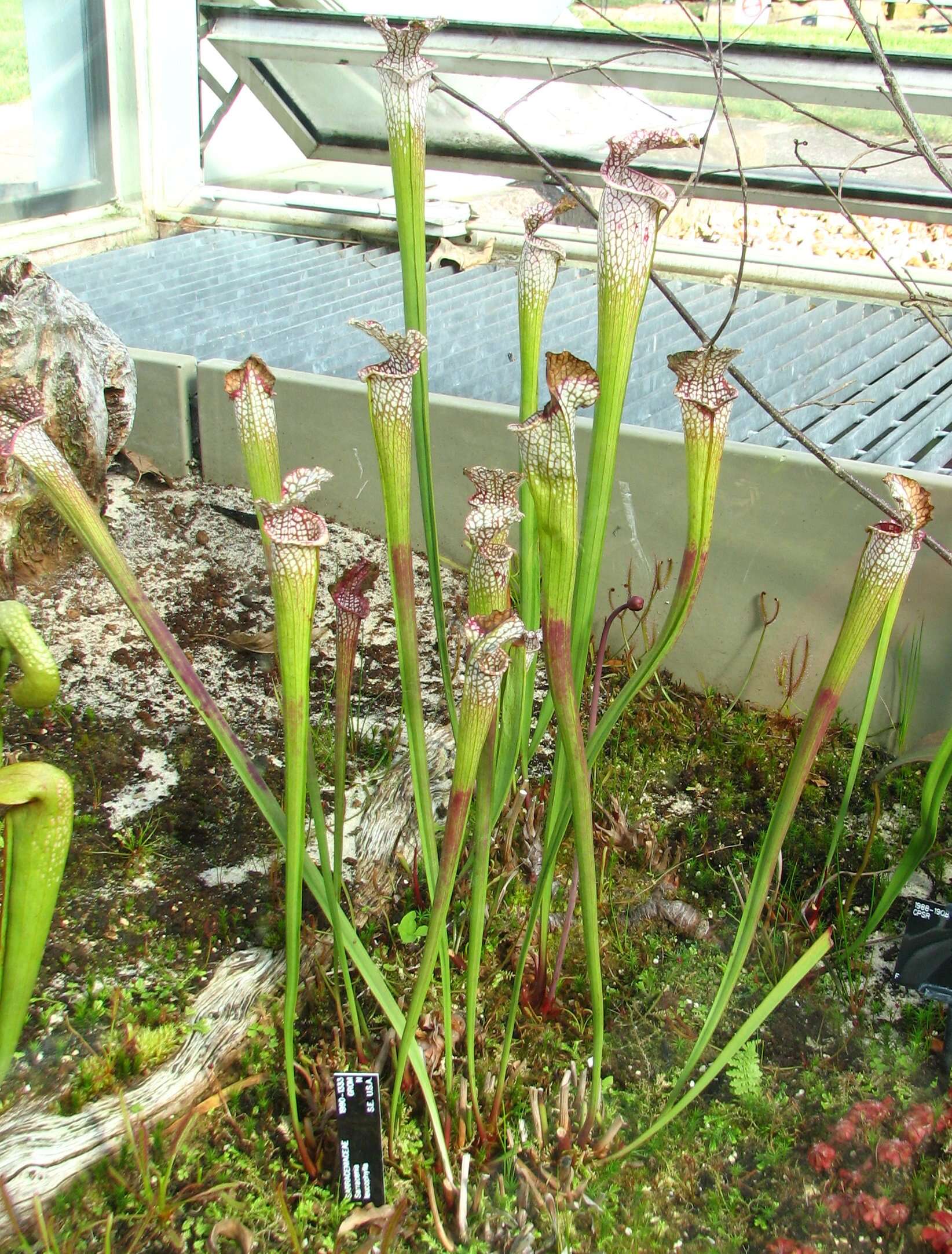 Image of crimson pitcherplant