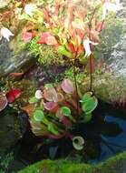 Imagem de Heliamphora nutans Benth.