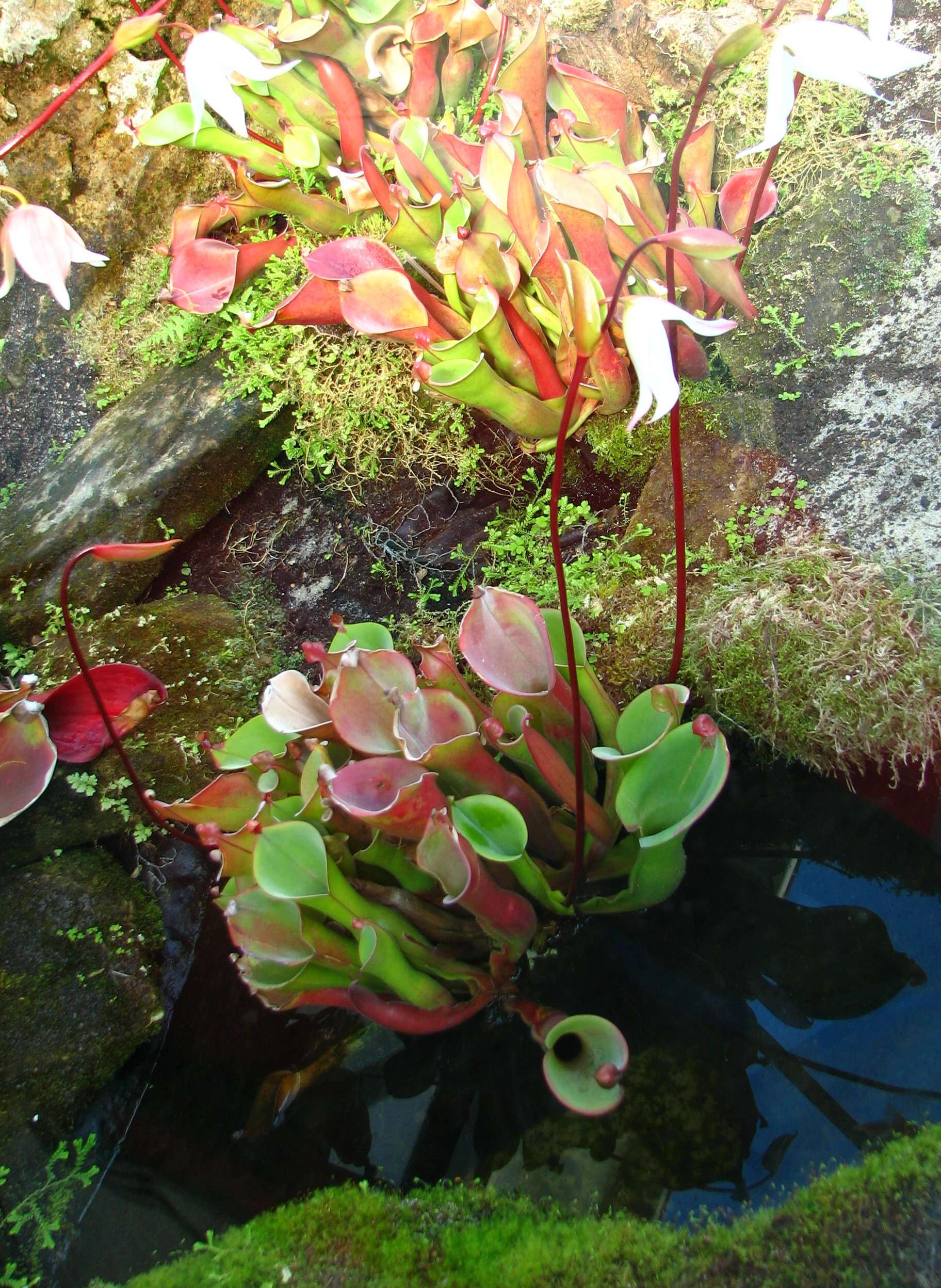 Imagem de Heliamphora nutans Benth.