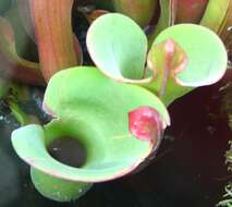 Image of Heliamphora nutans Benth.