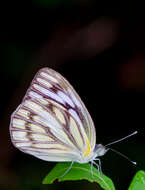 Image of Western Striped Albatross