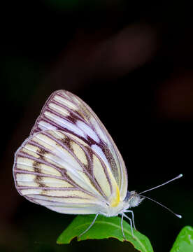 Image of Western Striped Albatross