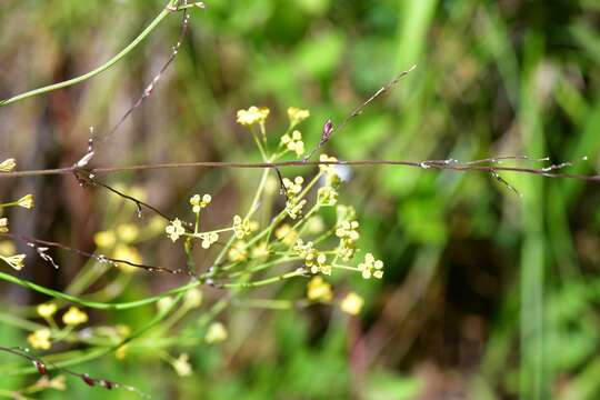 Imagem de Donnellsmithia juncea (Humb. & Bonpl. ex Spreng.) Mathias & Constance