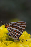 Слика од Cigaritis vulcanus