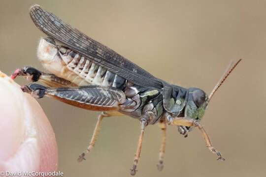 Melanoplus sanguinipes (Fabricius 1798)的圖片