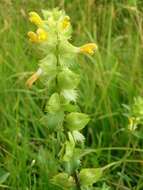 Rhinanthus angustifolius C. C. Gmelin resmi