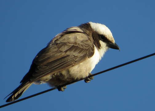 Image of Southern White-crowned Shrike