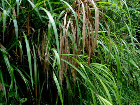 Imagem de Miscanthus sinensis Andersson