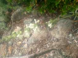 Image of Stachys recta subsp. subcrenata (Vis.) Briq.