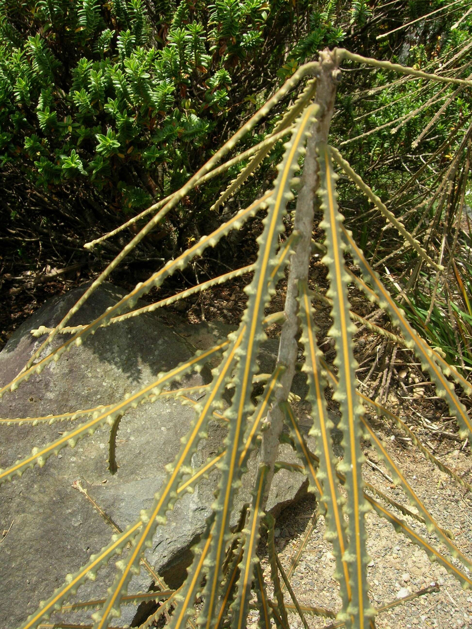 Image of Fierce lancewood