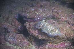 Image of Giant African cuttlefish