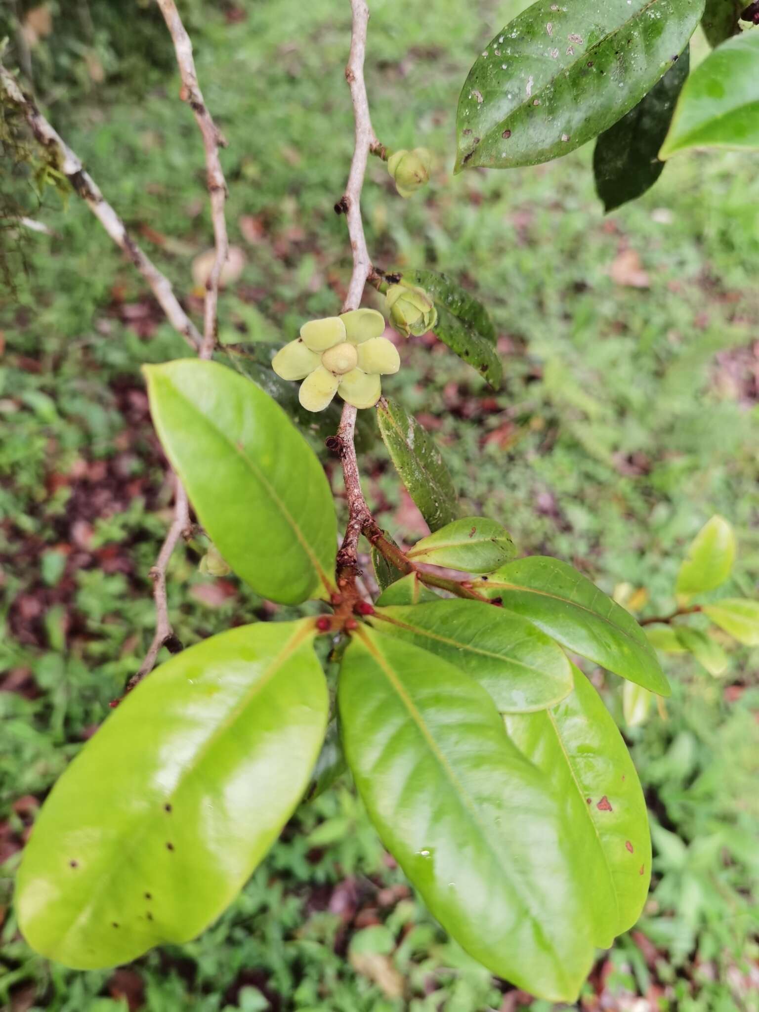 Guatteria oliviformis Donn. Sm.的圖片