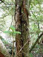 Photinia serratifolia var. daphniphylloides (Hayata) L. T. Lu的圖片