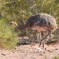 Image of Rhea pennata tarapacensis (Chubb & C 1913)