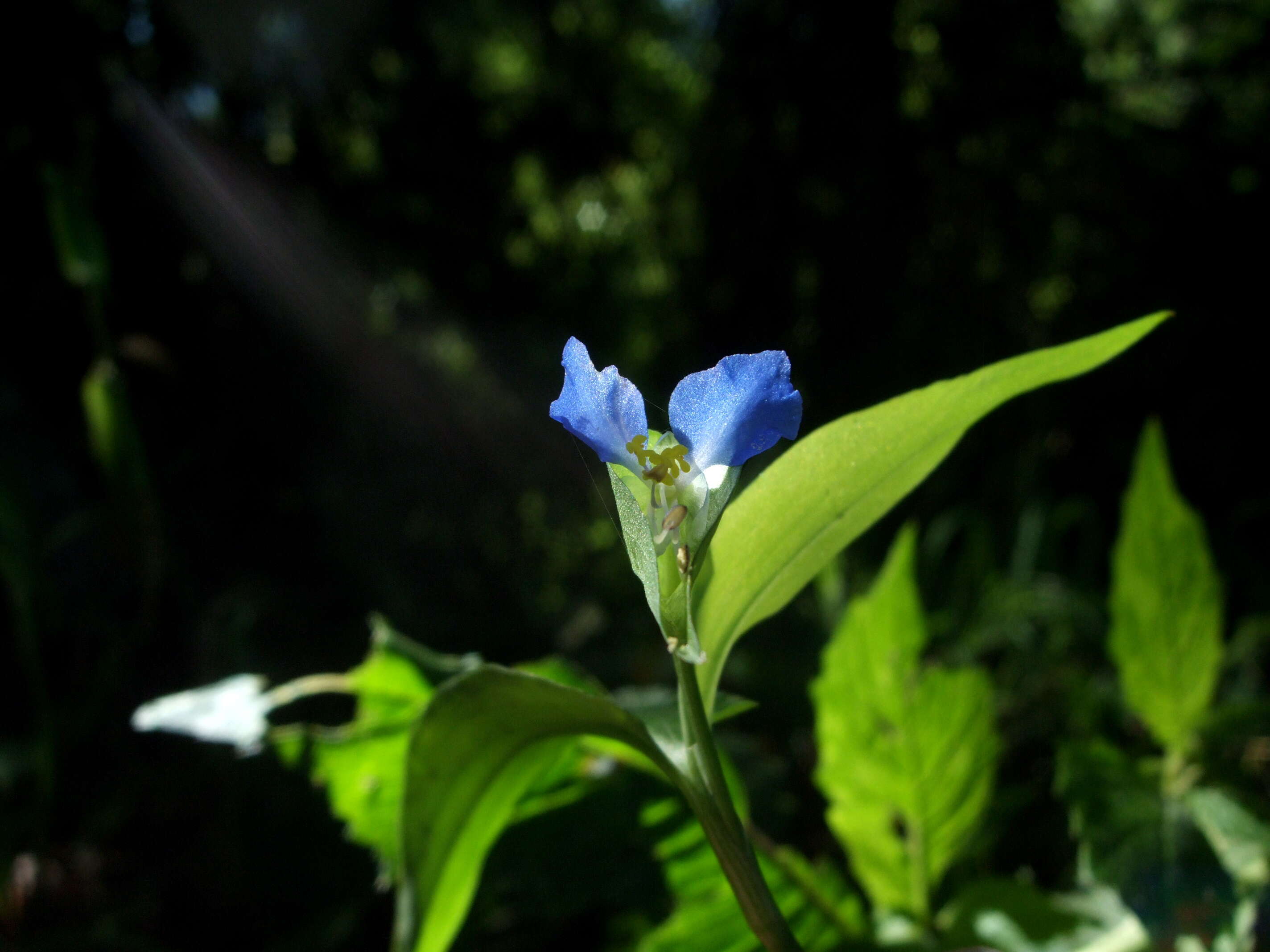 Image of Asiatic dayflower