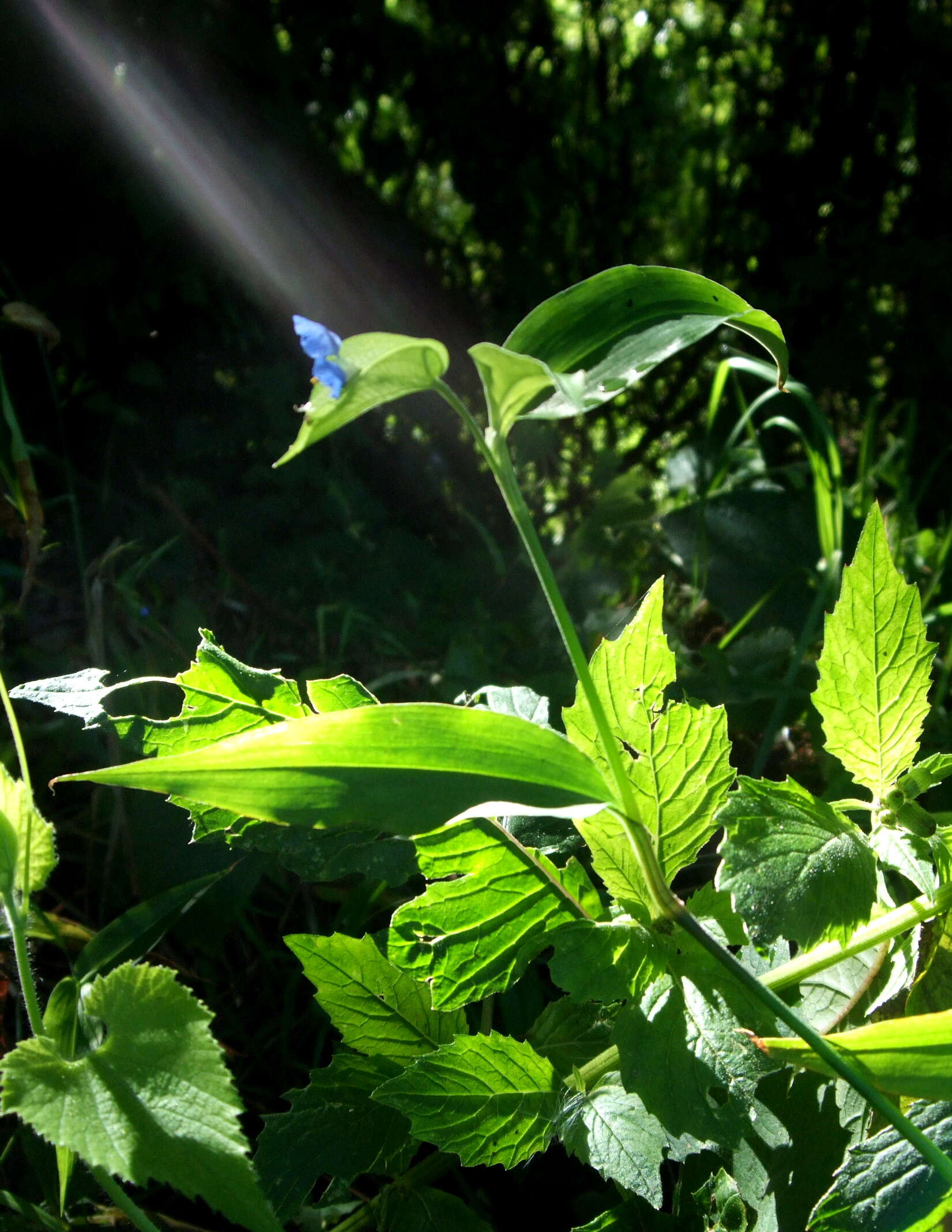 Image of Asiatic dayflower