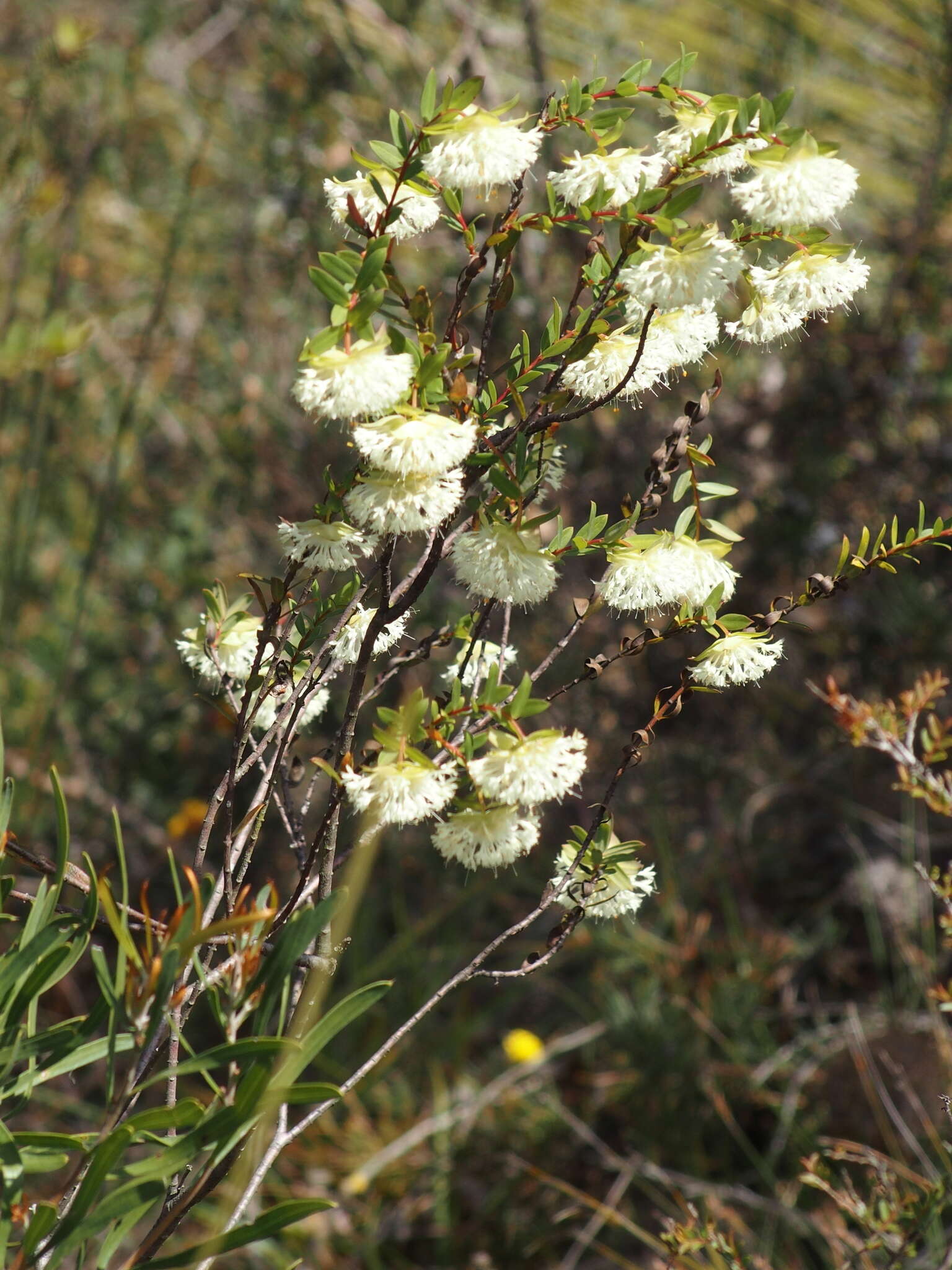 Image of Pimelea lehmanniana Meissn.