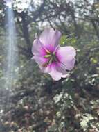 Image of Malva subovata (DC.) Molero & J. M. Monts.