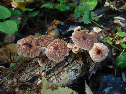 Image of Gymnopus foetidus (Sowerby) P. M. Kirk 2014