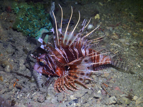 Imagem de Pterois mombasae (Smith 1957)