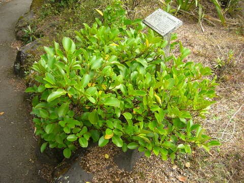 Image of Griselinia littoralis (Raoul) Raoul