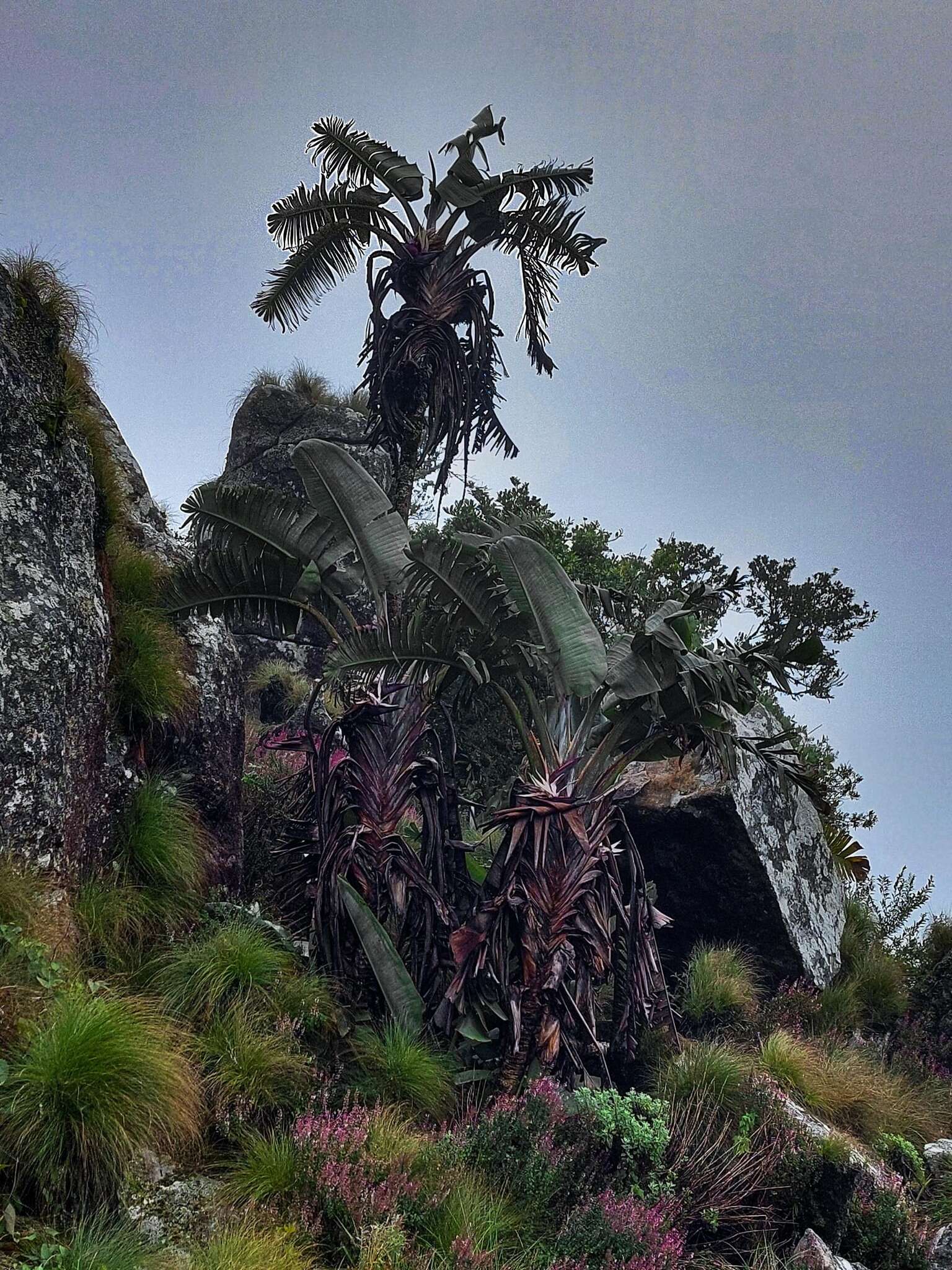 Image of Mountain strelitzia