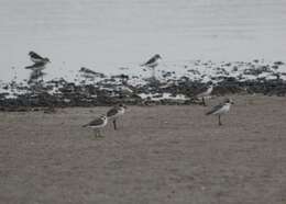 Image of Lesser Sand Plover