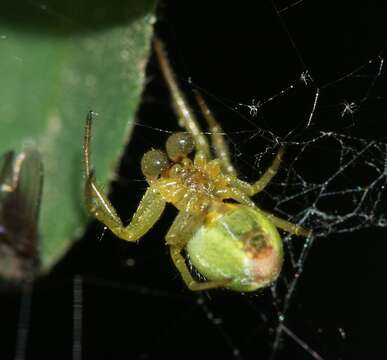 Image of Cucumber green spider