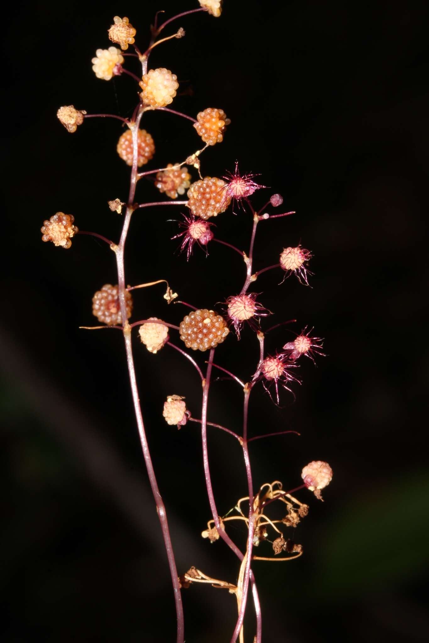 Image of Seychellaria madagascariensis C. H. Wright