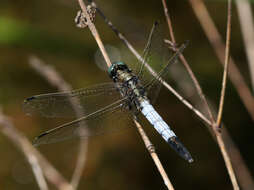 Sivun Orthetrum albistylum (Selys 1848) kuva